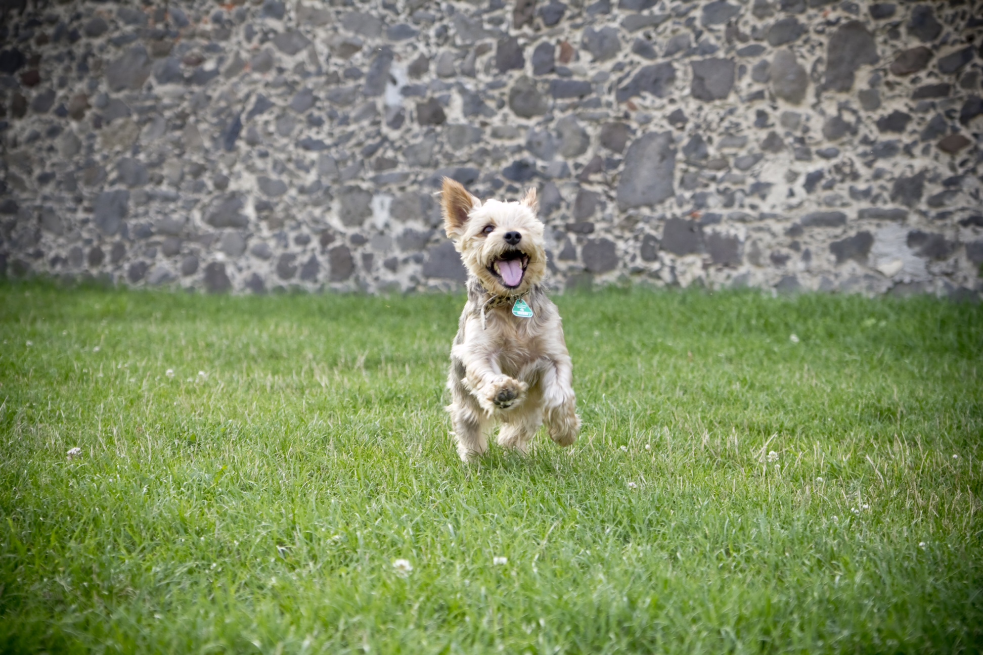 Hundeschulefitforfamily Hund sucht Mensch