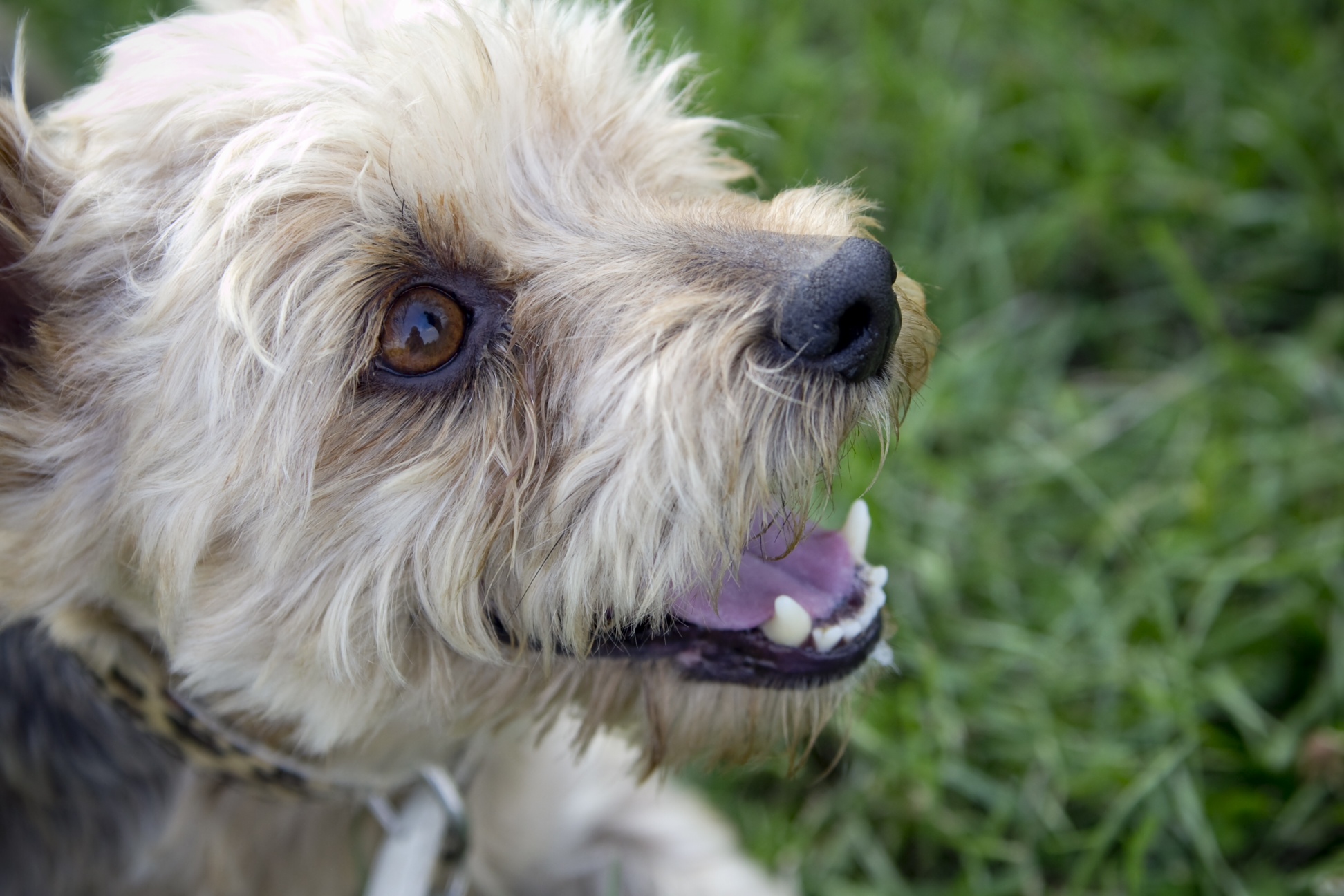 Hundeschulefitforfamily Hund sucht Mensch